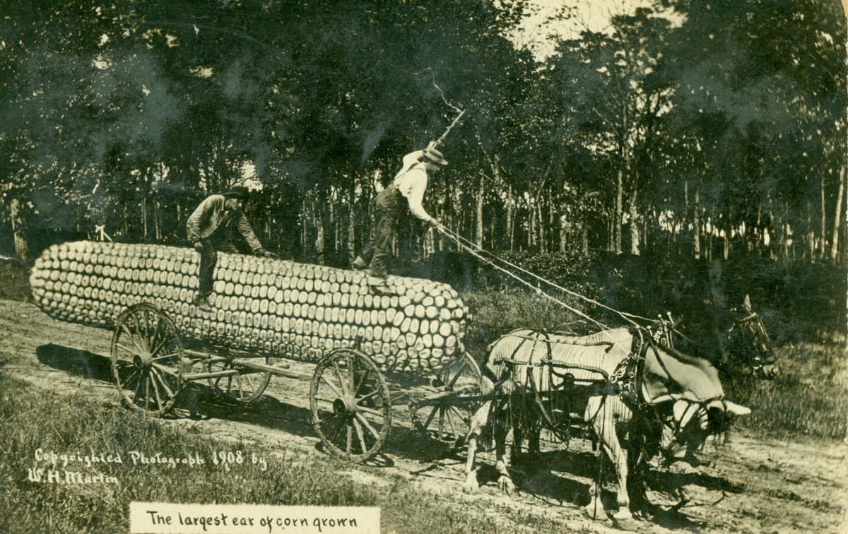 Postcard of corn